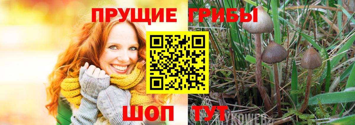Галлюциногенные грибы Cubensis Грязи